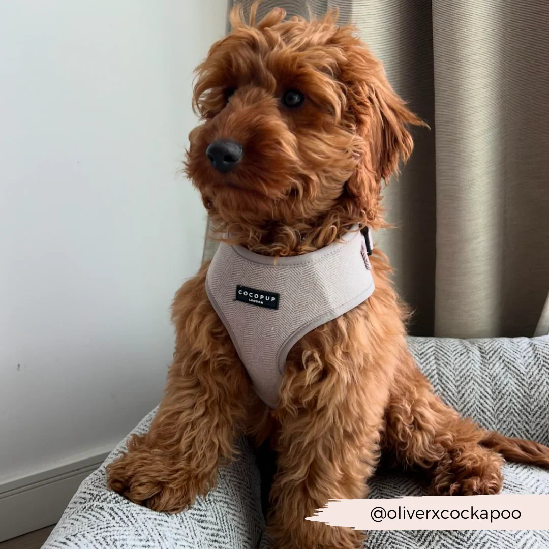 Brown Tweed Adjustable Neck HARNESS - Image 23