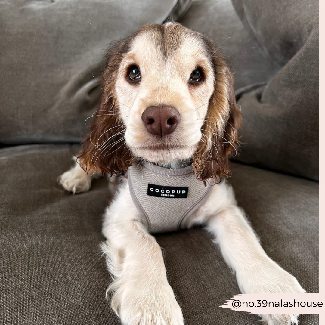 Brown Tweed Adjustable Neck HARNESS - Image 24