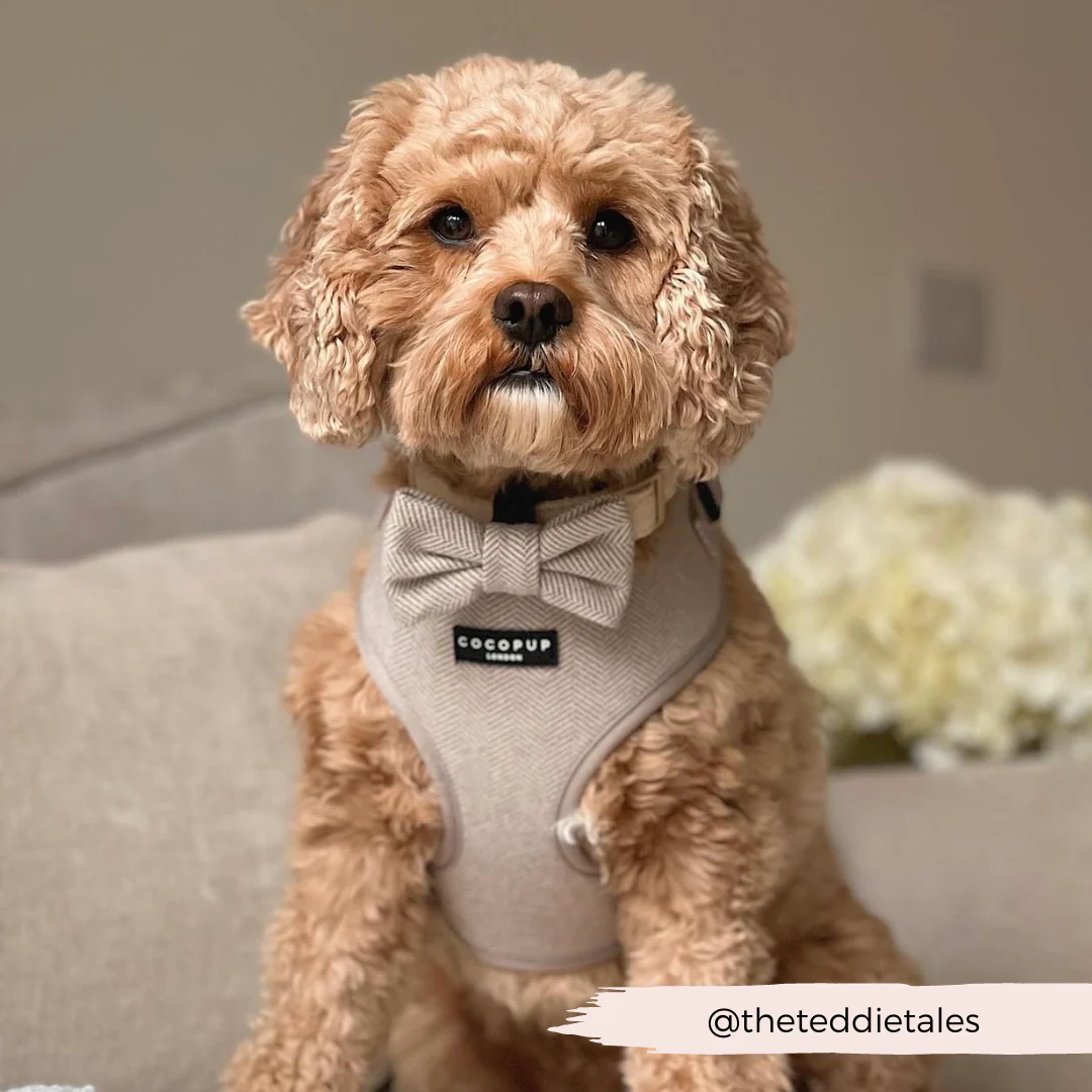 Brown Tweed Adjustable Neck HARNESS - Image 25