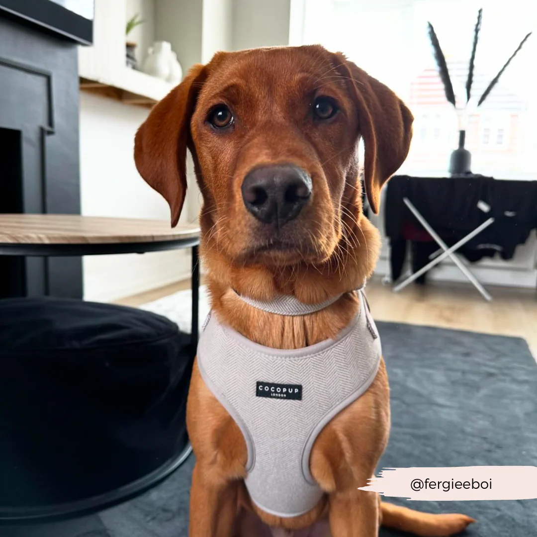 Brown Tweed Adjustable Neck HARNESS - Image 27