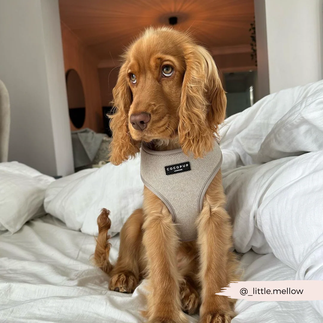 Brown Tweed Adjustable Neck HARNESS - Image 28