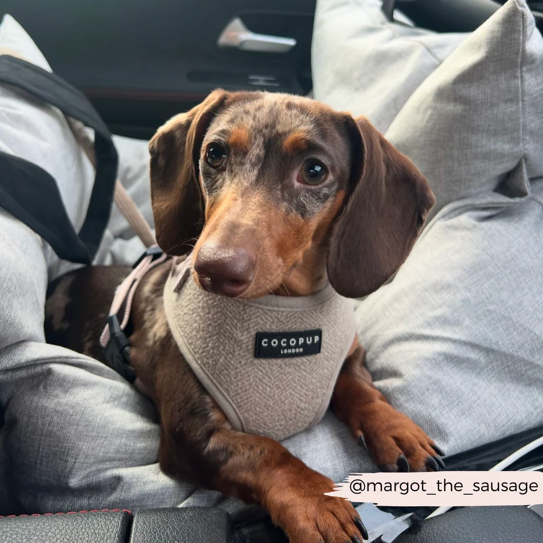 Brown Tweed Adjustable Neck HARNESS - Image 29