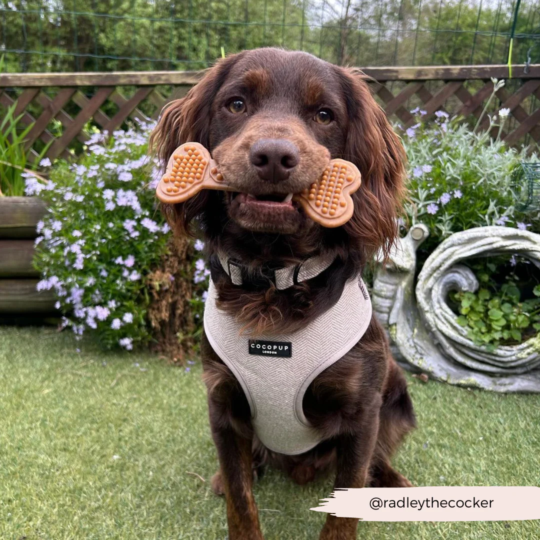 Brown Tweed Adjustable Neck HARNESS - Image 30