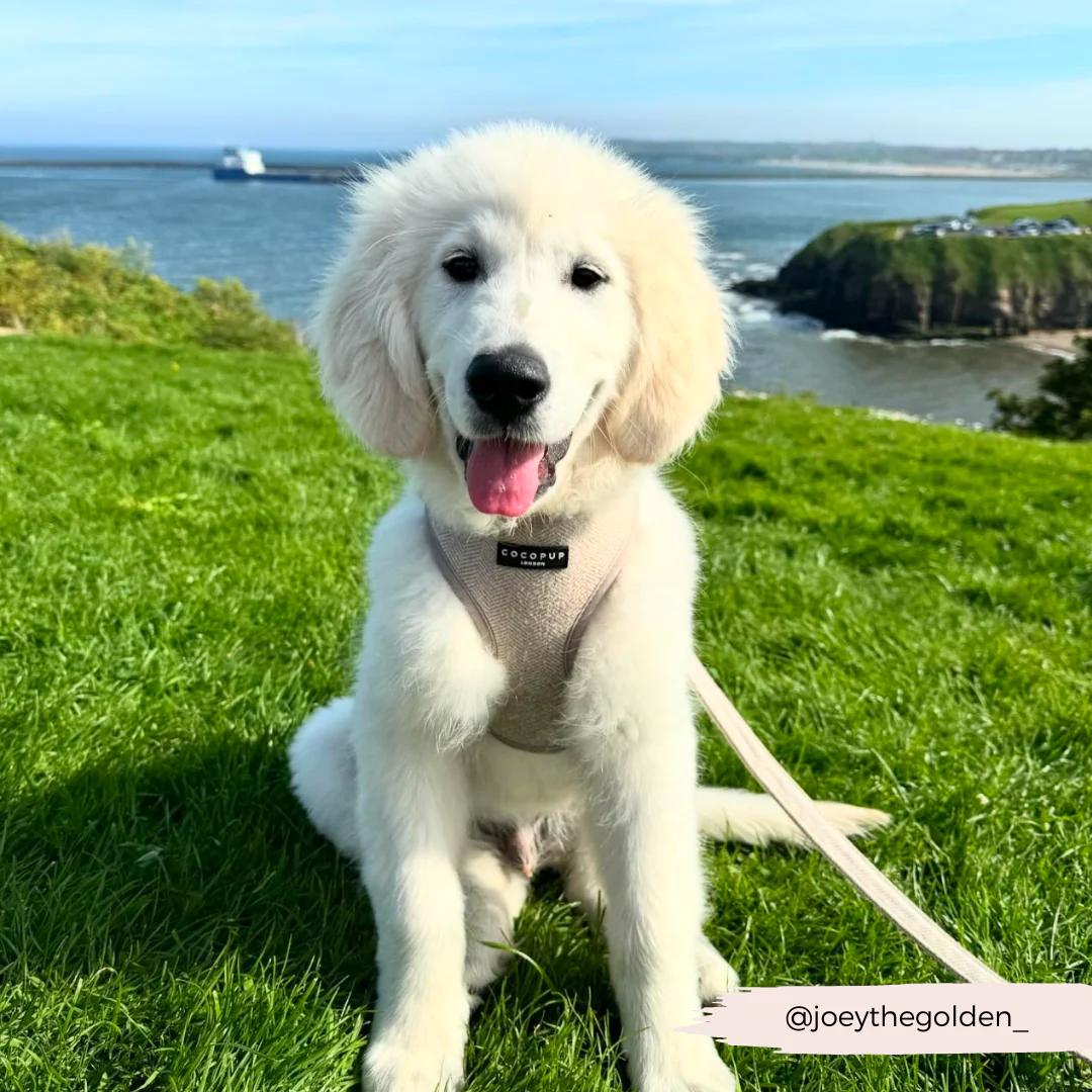 Brown Tweed Adjustable Neck HARNESS - Image 31