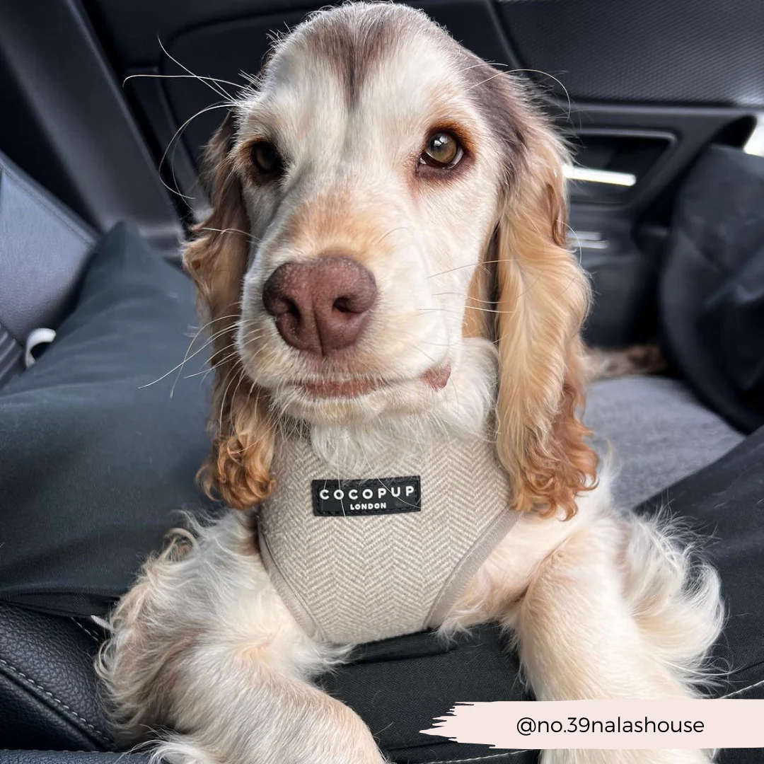 Brown Tweed Adjustable Neck HARNESS - Image 32