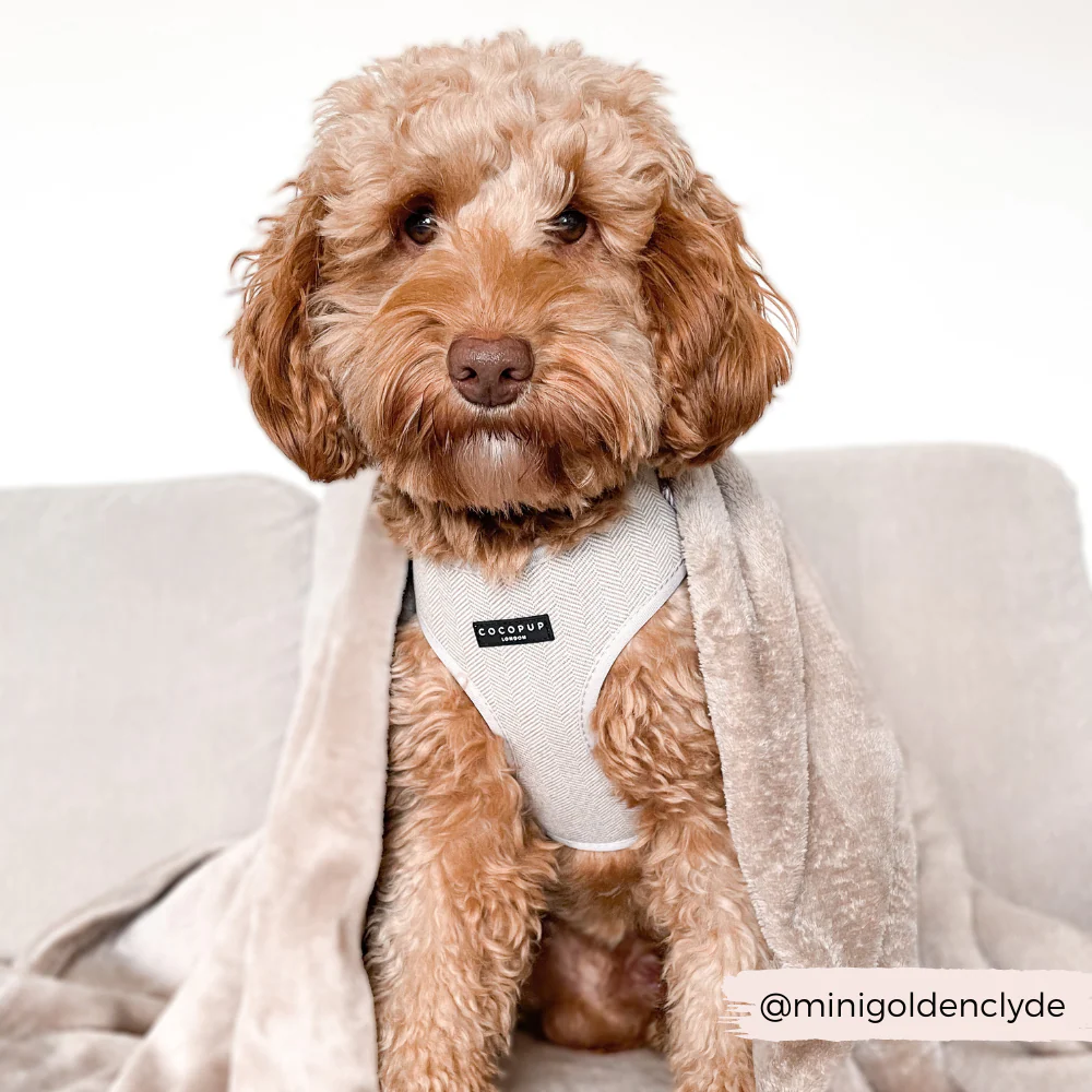 Brown Tweed Adjustable Neck HARNESS - Image 6