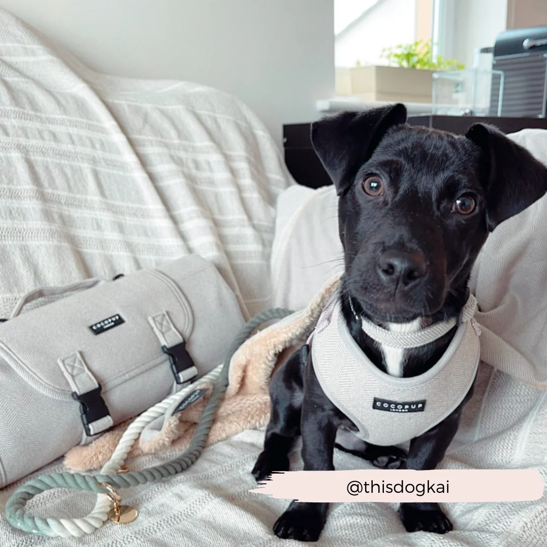 Sage Tweed Adjustable Neck HARNESS - Image 10