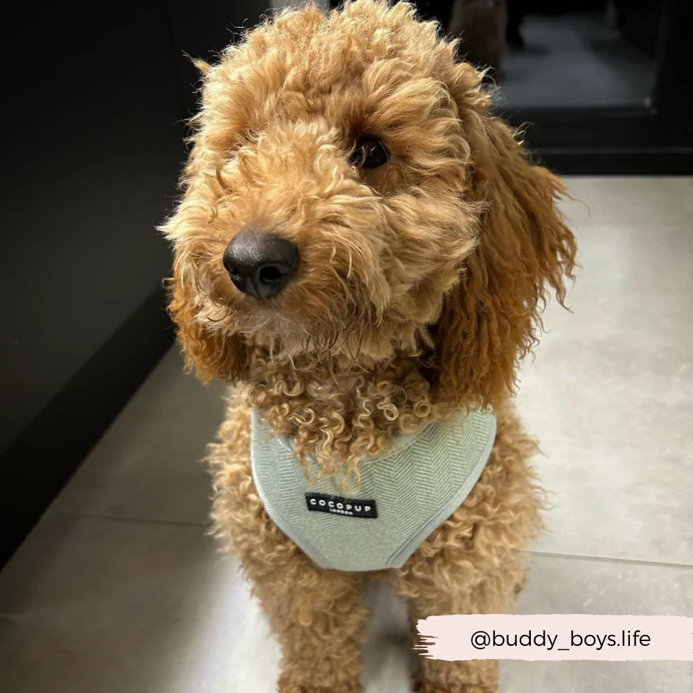 Sage Tweed Adjustable Neck HARNESS - Image 12