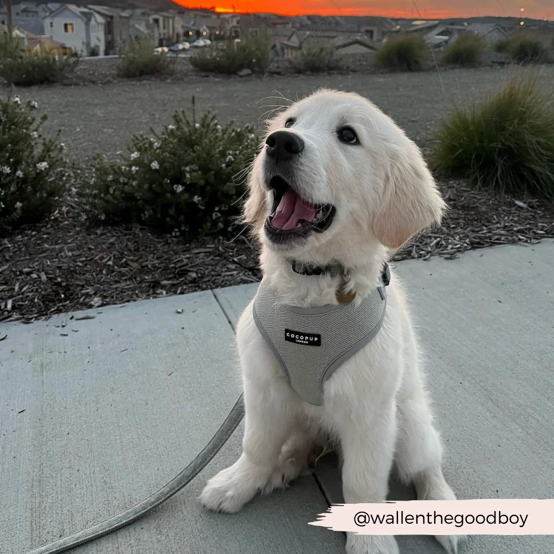 Sage Tweed Adjustable Neck HARNESS - Image 15