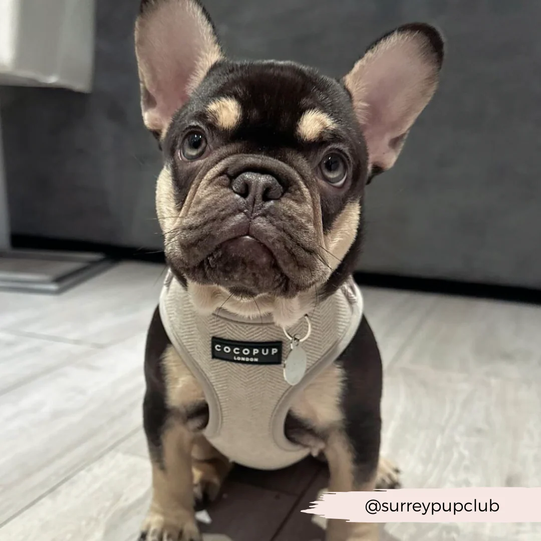 Sage Tweed Adjustable Neck HARNESS - Image 16