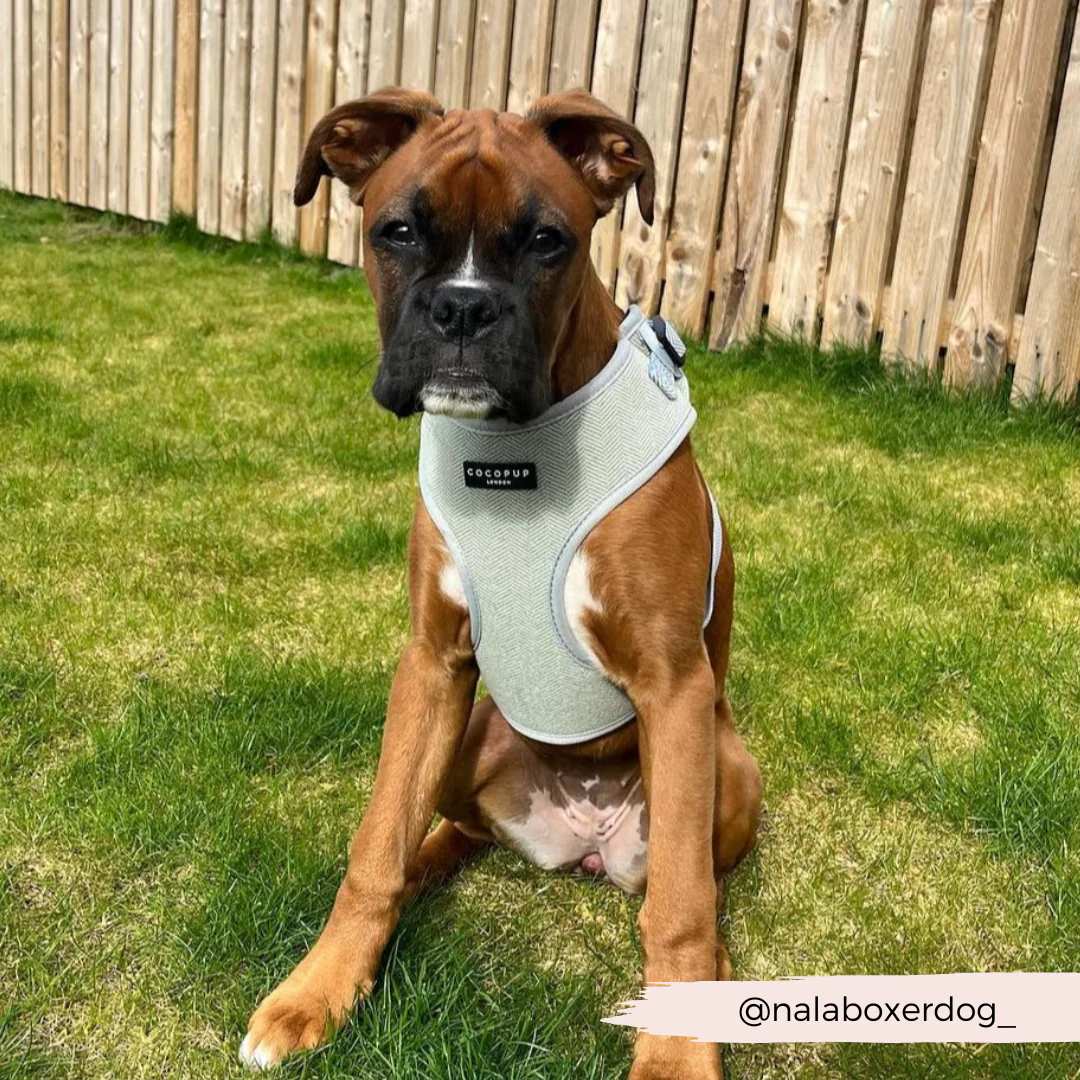 Sage Tweed Adjustable Neck HARNESS - Image 17