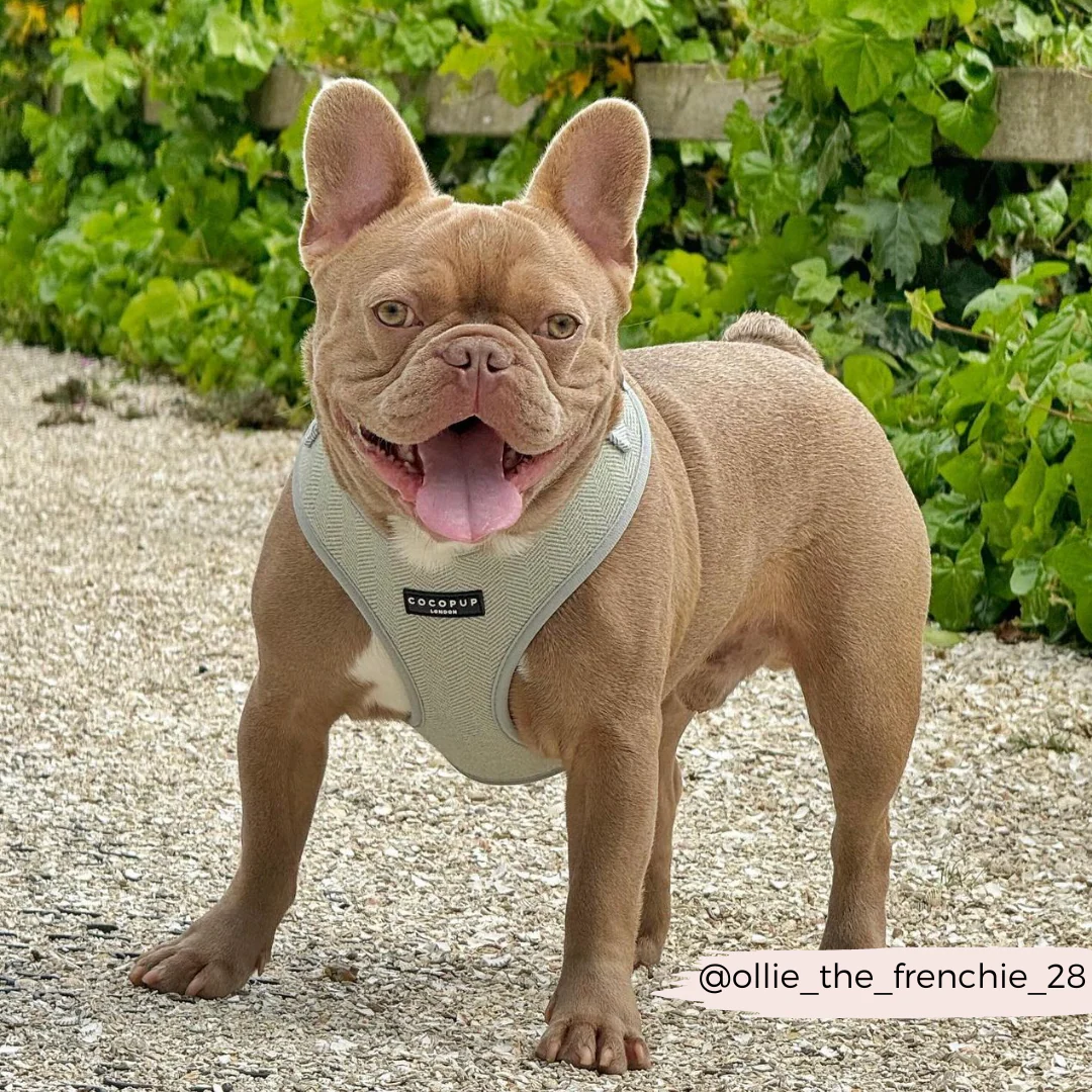 Sage Tweed Adjustable Neck HARNESS - Image 19