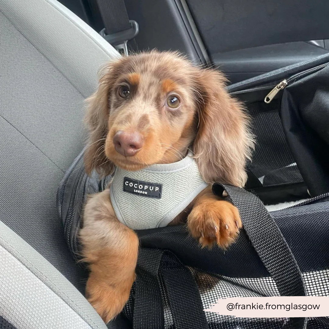 Sage Tweed Adjustable Neck HARNESS - Image 21