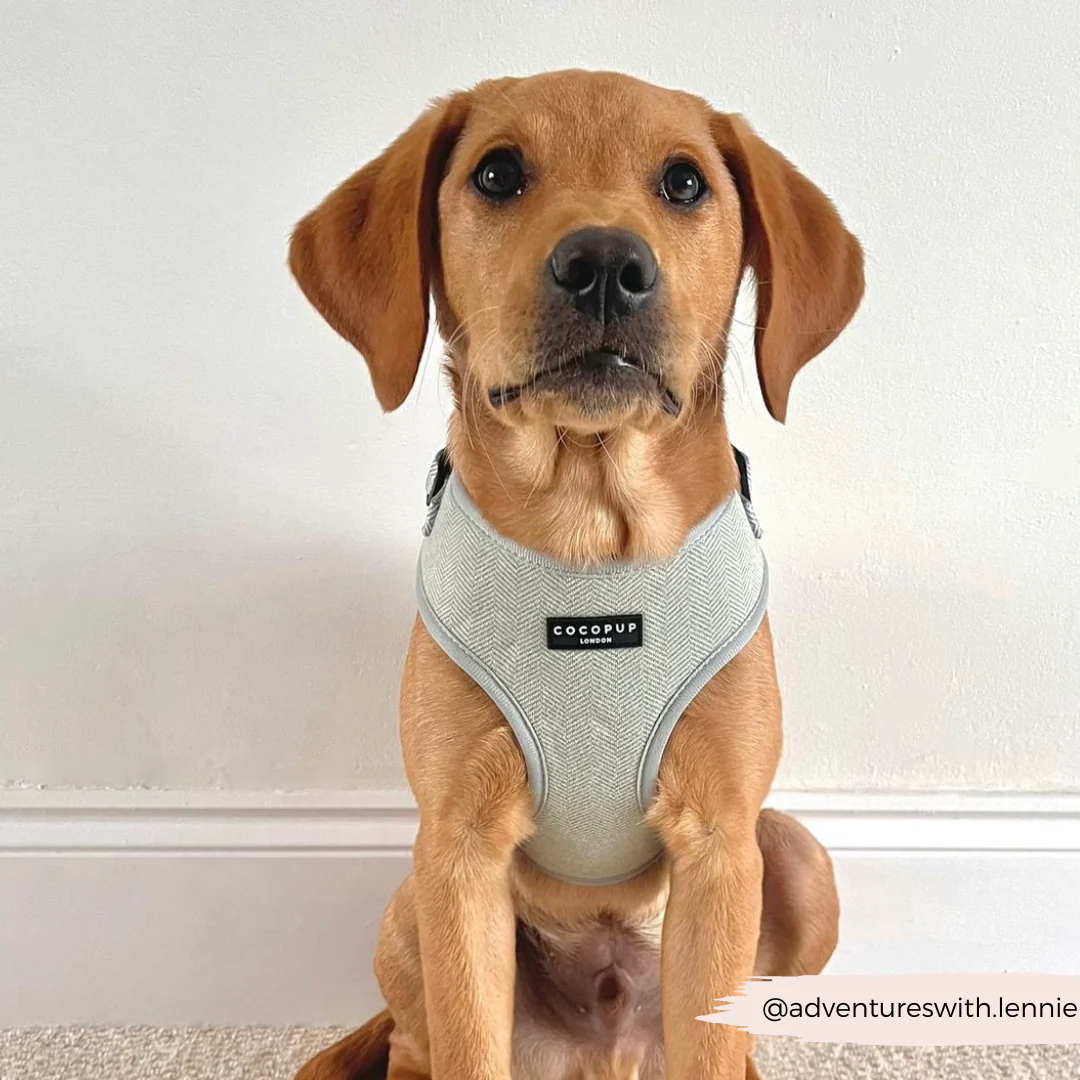 Sage Tweed Adjustable Neck HARNESS - Image 24