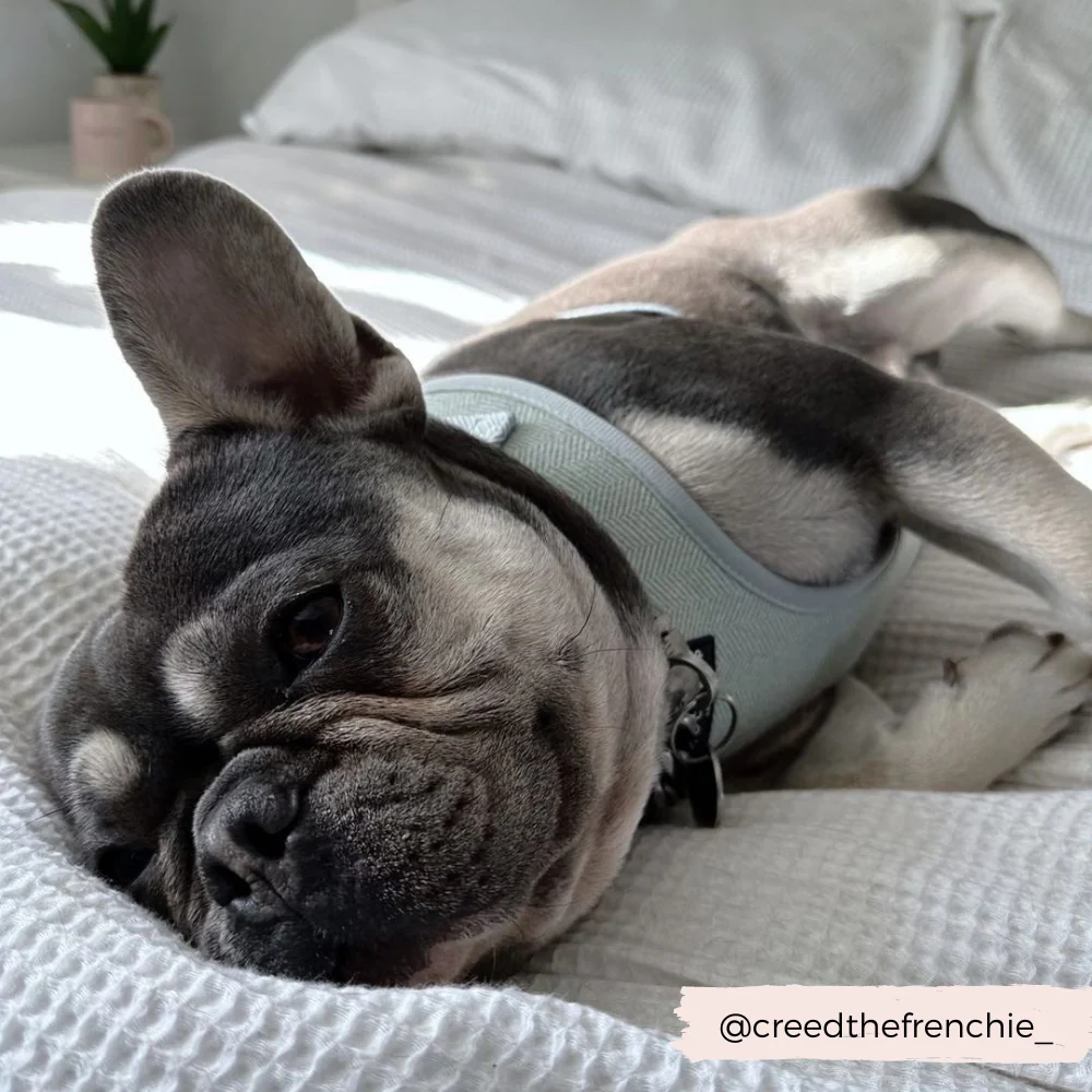 Sage Tweed Adjustable Neck HARNESS - Image 7