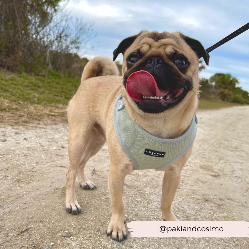 Sage Tweed Adjustable Neck HARNESS - Image 8