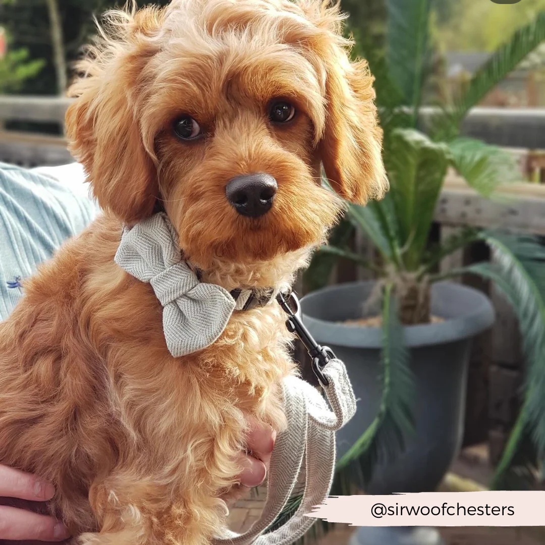Brown Tweed Bow Tie - Image 10
