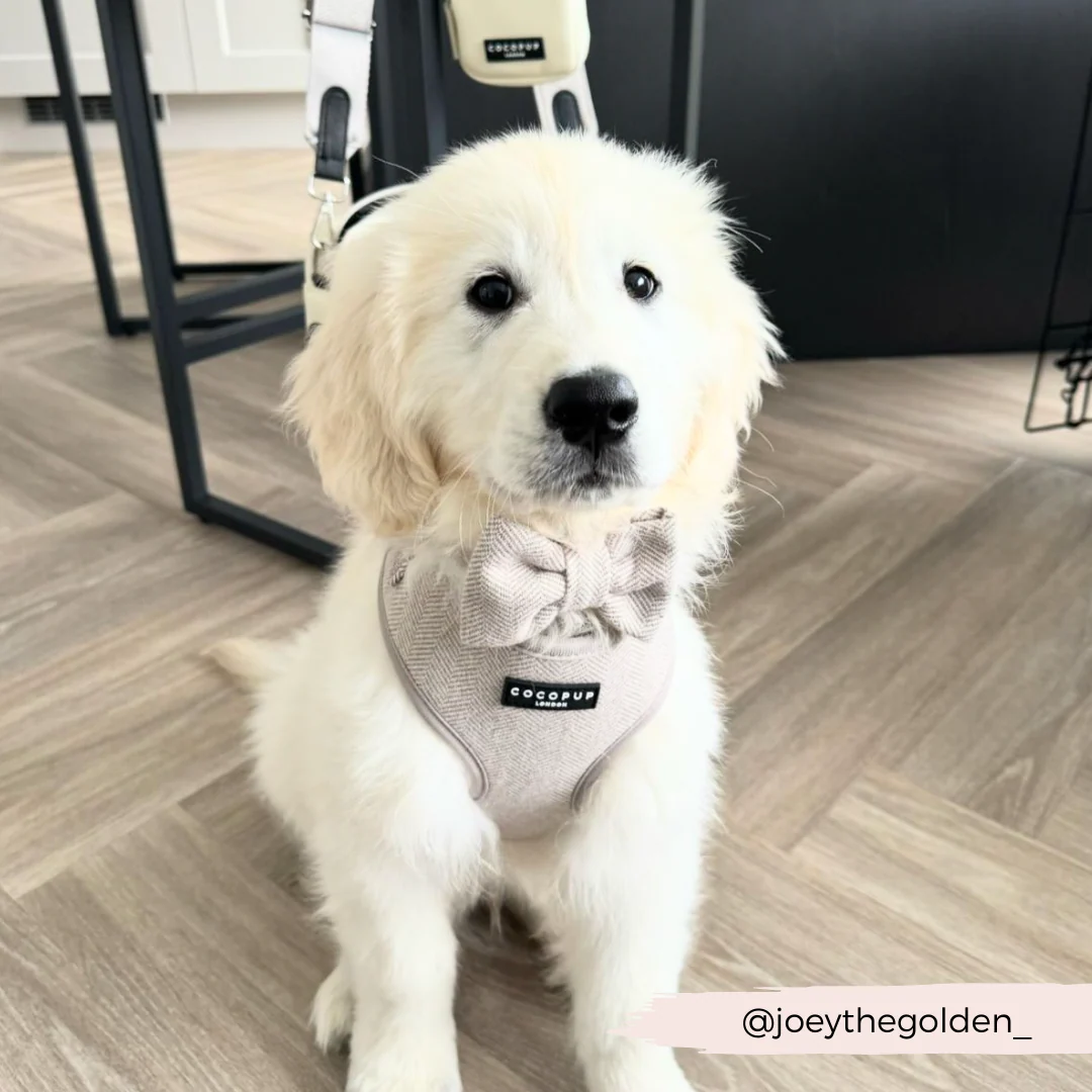 Brown Tweed Bow Tie - Image 9