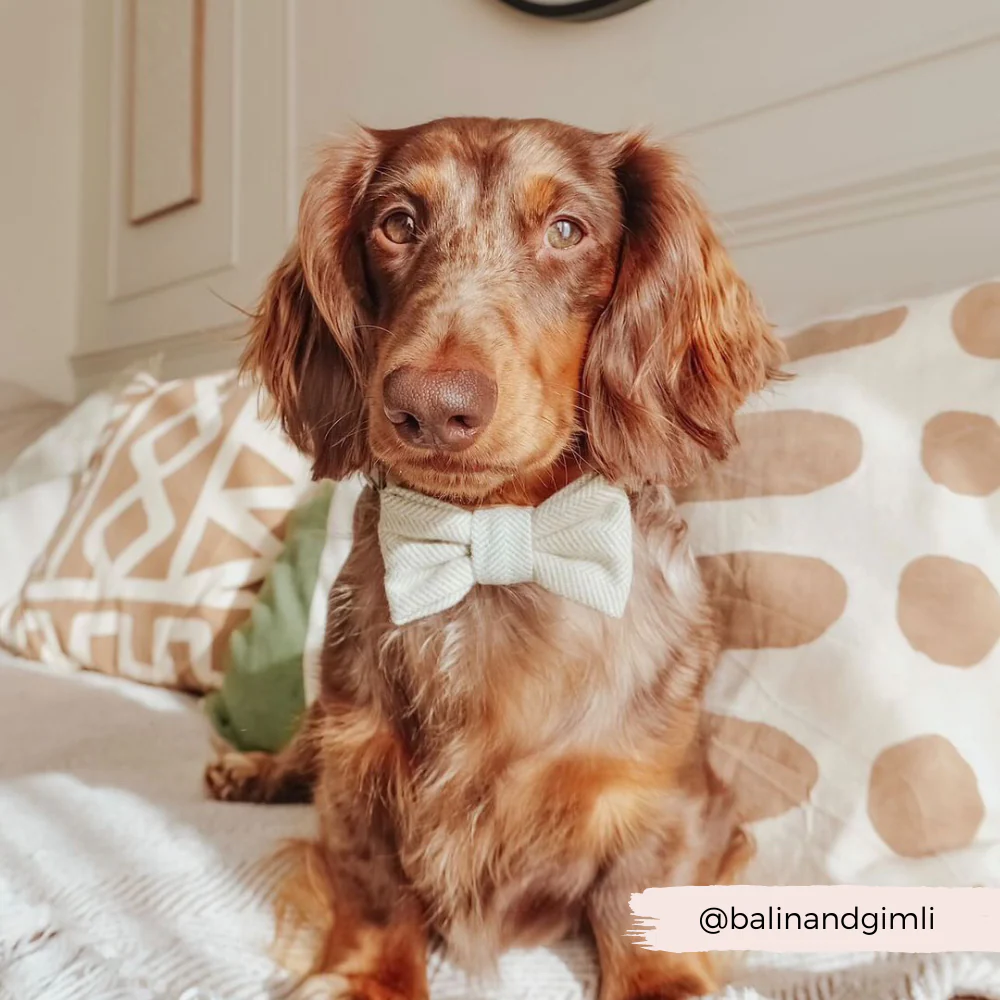 Sage Tweed Bow Tie - Image 6