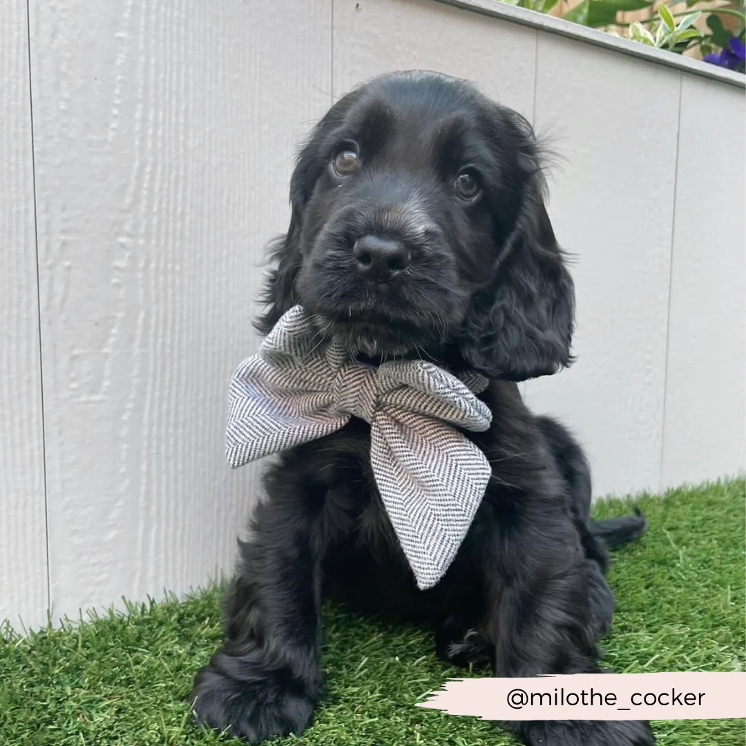 Brown Tweed Sailor Bow Tie - Image 6