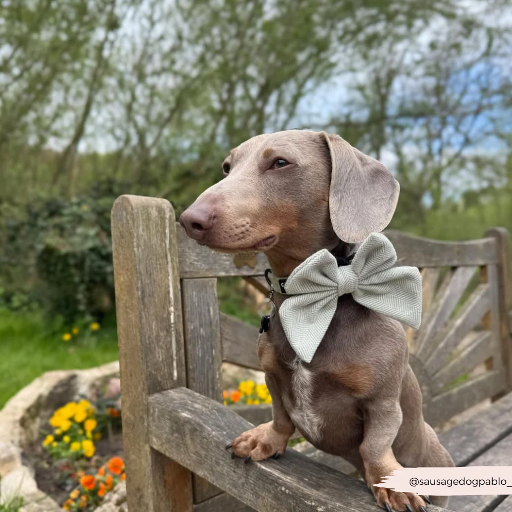 Sage Tweed Sailor Bow Tie - Image 4